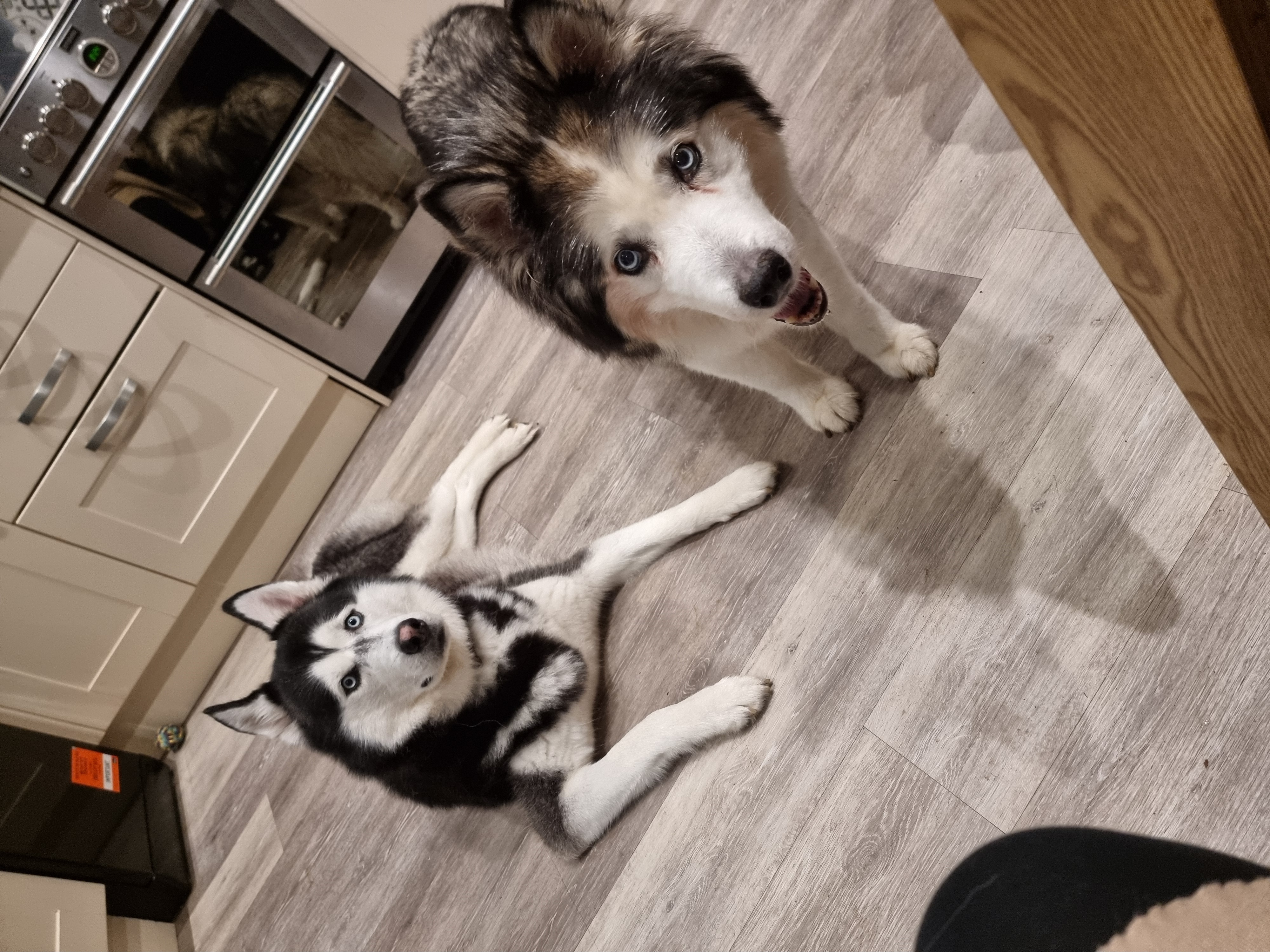 Fluffy friends